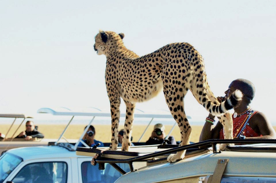 Masai mara - kenya - safari