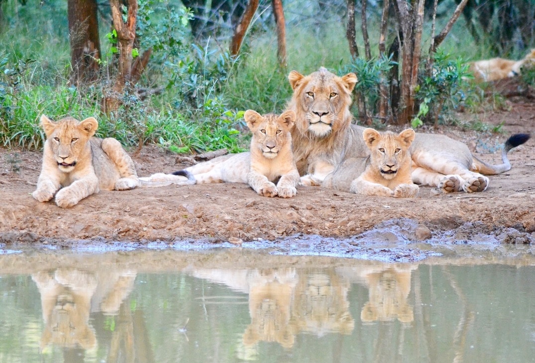Lion-amakhosi-safari-Eivind Lion-amakhosi-safari-Eivind