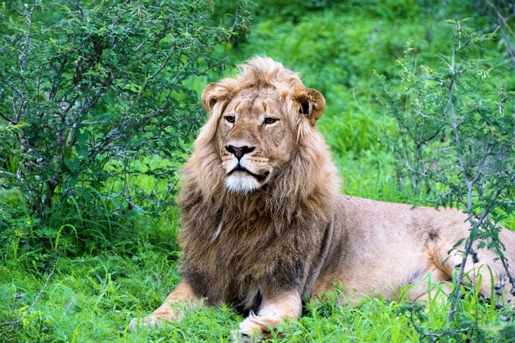 Lion - front page Lion - front page