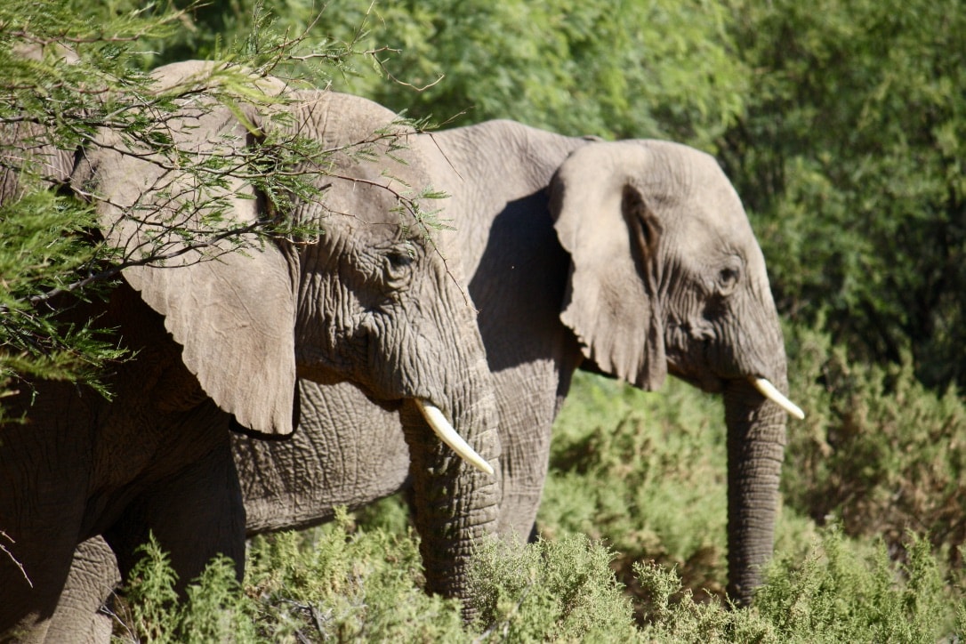 Desert Elephant-Namibia-min