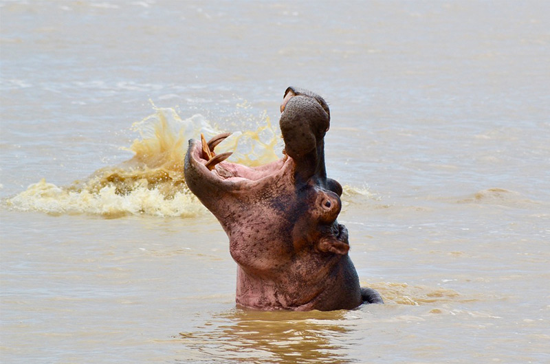 Hippo-Makakatana
