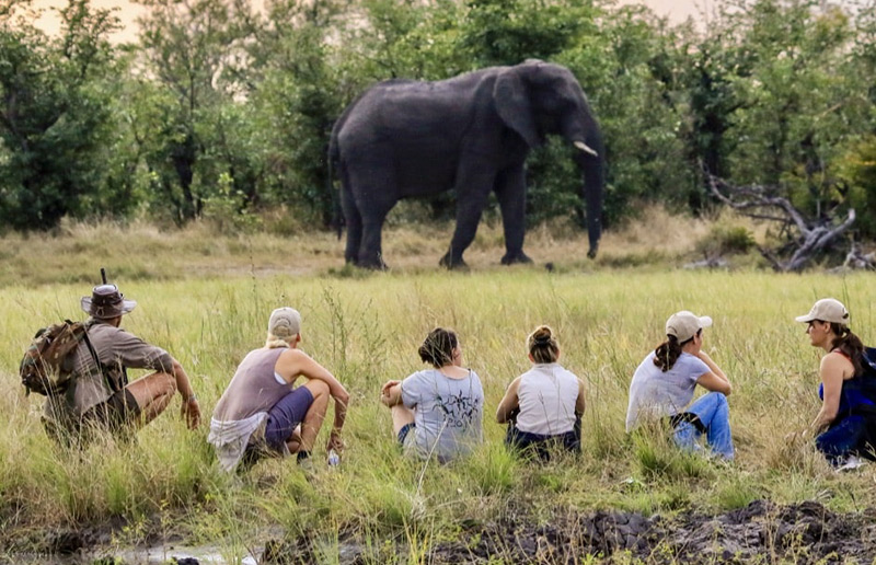 Imvelo-safari-zimbabwe-min