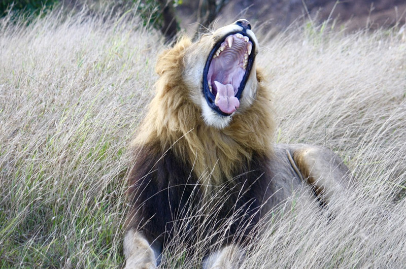 Lion-safari-South-Africa-min