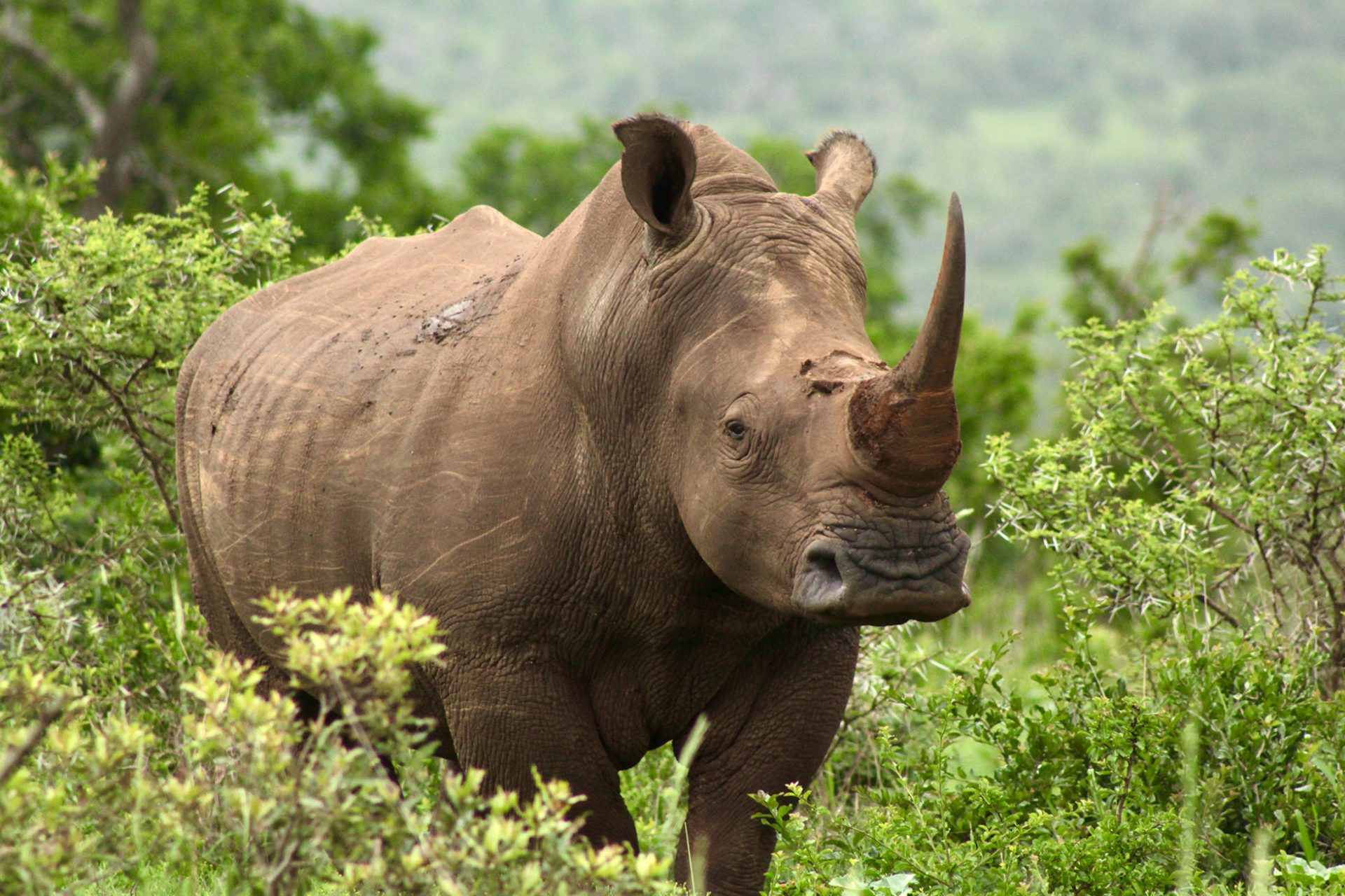 Rhino – KZN