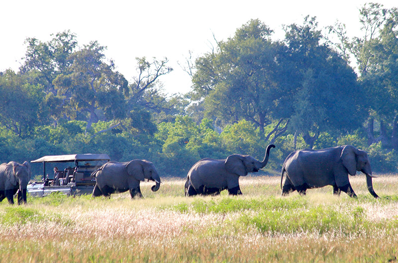 Botswana – Ellies – featured