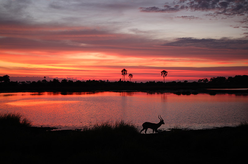 Botswana - Vibeke Nyvold