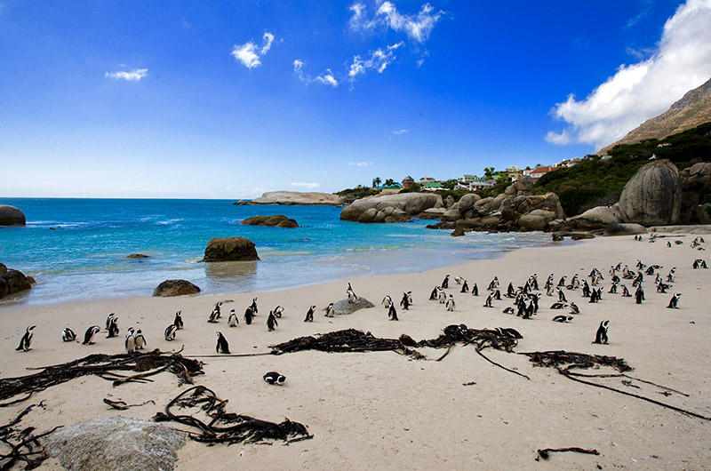 Cape point - penguins