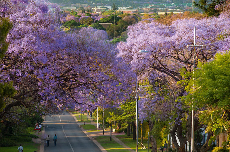 Day 1 Johannesburg-jacarandas