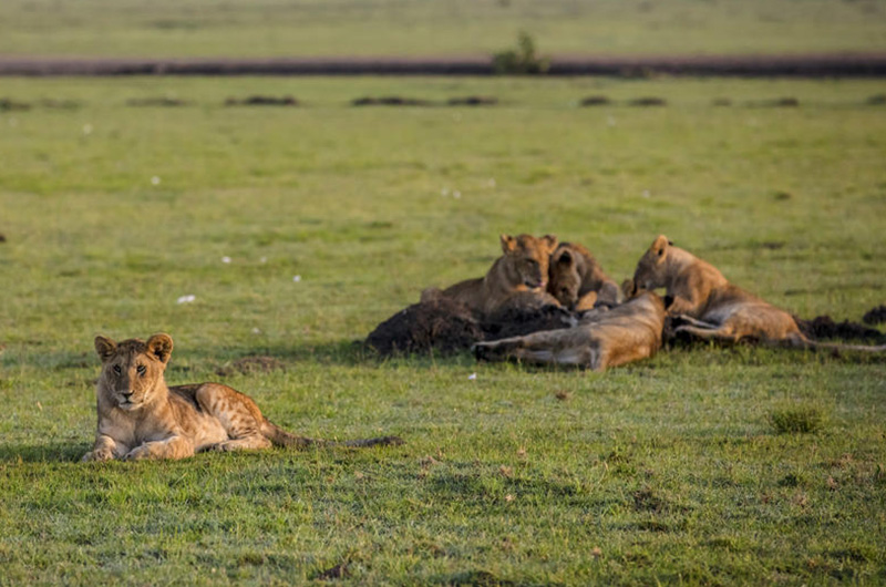 Day 2 Basecamp-wildlife_1