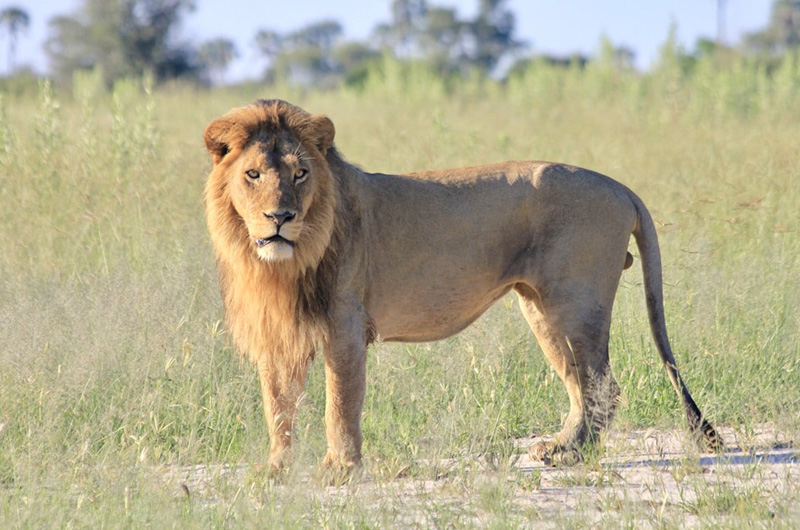 Day 2 Lion-Botswana-