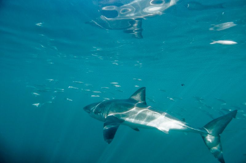 Day 3 Shark-diving