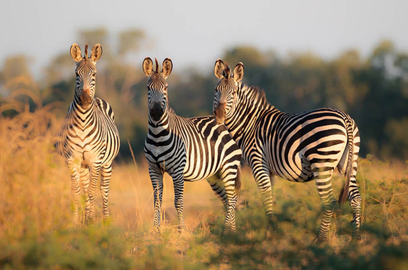 Day 4 zambia-tour-8