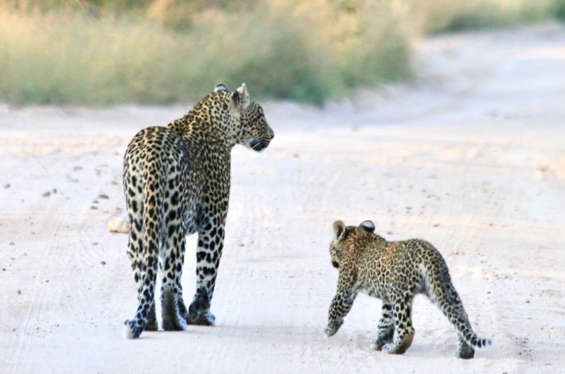 Day 5 Leopard-South-Africa-Cover