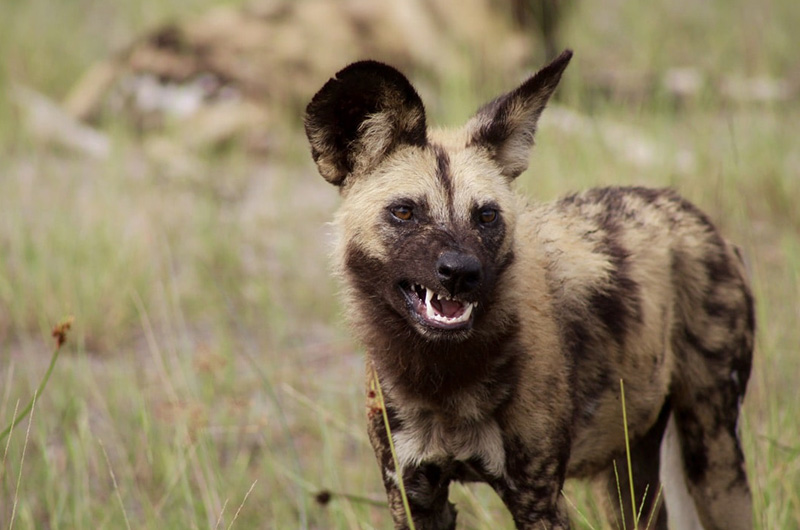 Day 5 Wild-dog-Botswana