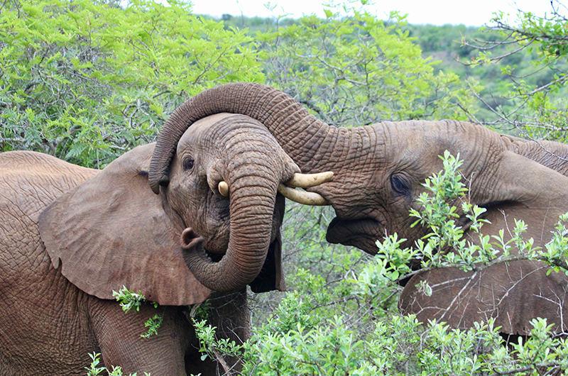 KZN Elephant - thumbnails KZN Elephant - thumbnails