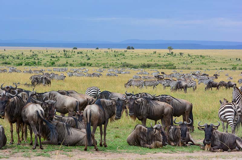 Wildebeest - Nina Borgersen