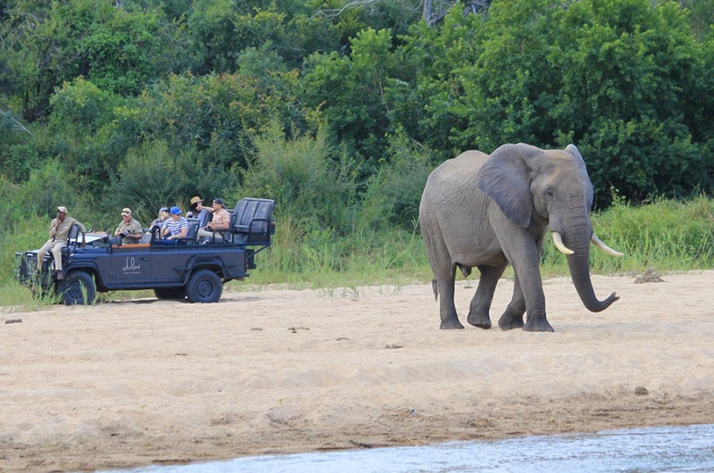 Header Safari Elephant Cover