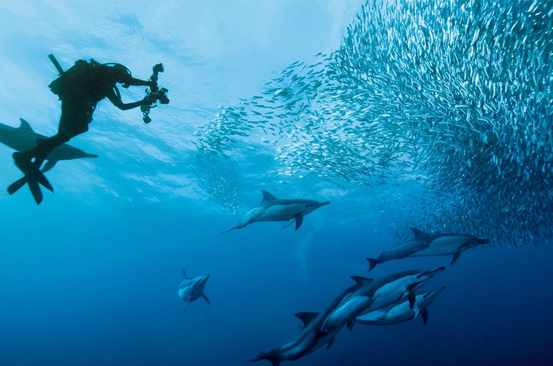 Header and Day 14 Diving