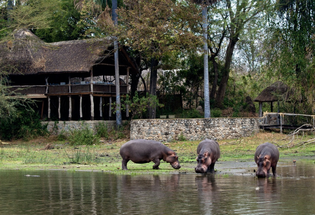 Hippo - Mvue