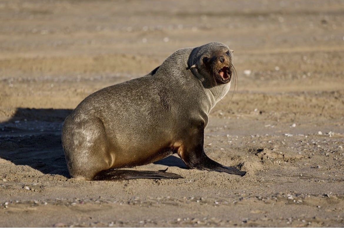 Namibia – Seal – Alexander Wahba Namibia - Seal - Alexander Wahba