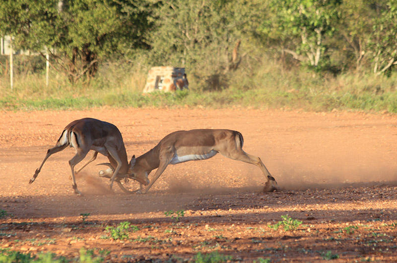 Kruger – safari