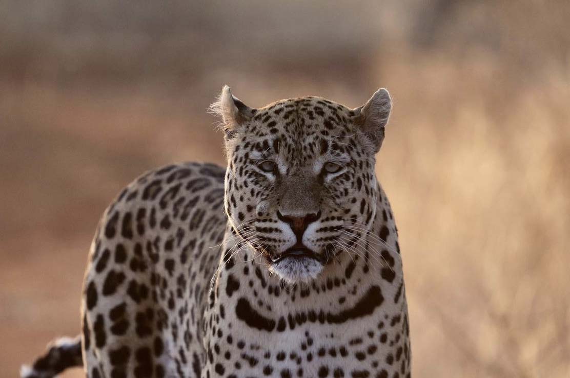 Leopard - Namibia - Alexander Wahba