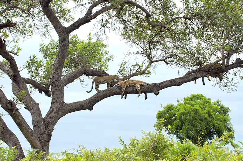 Leopards on a tree