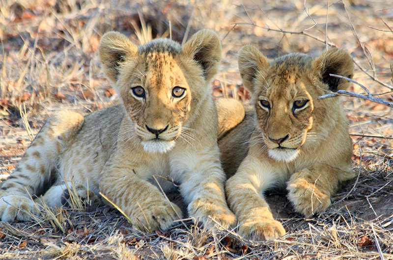 Lion cubs – Kruger