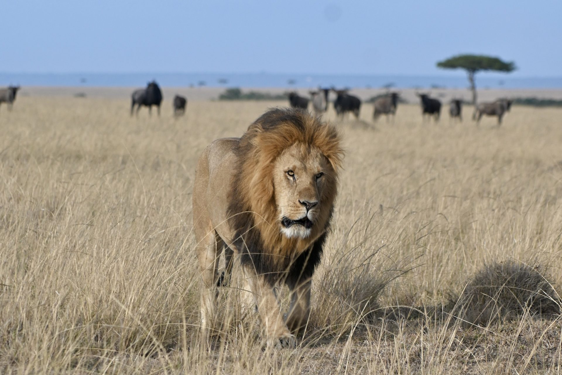 Lion - header - Lion - header -