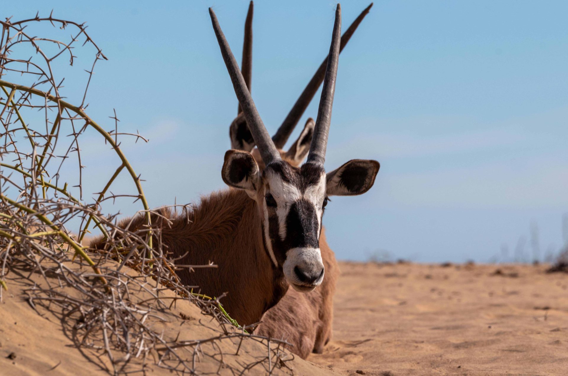 Namibia - Soussusvlei 2- Aleksander Wahba