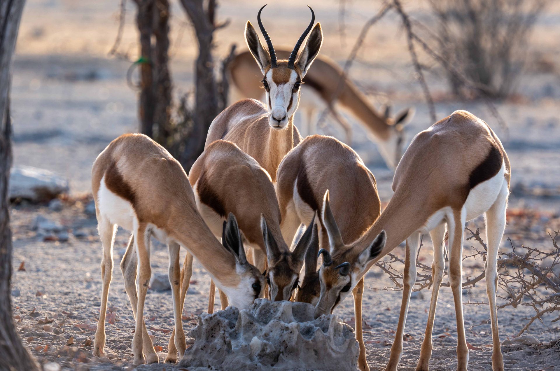 Namibia - safari - Alexander Wahba