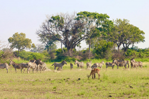 Okanango - Botswana