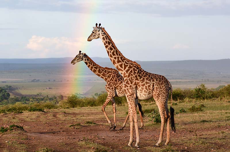 Giraffe - Nina Borgersen - Kenya