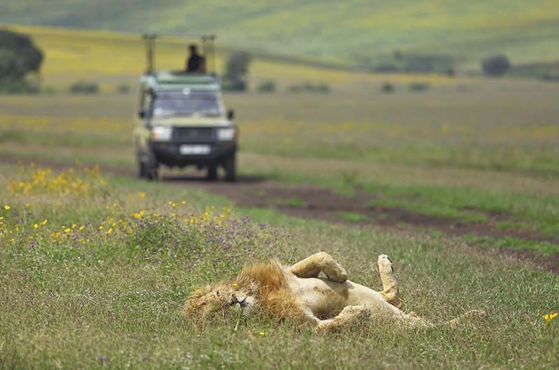 The-Highlands-lion-in-Ngorongoro