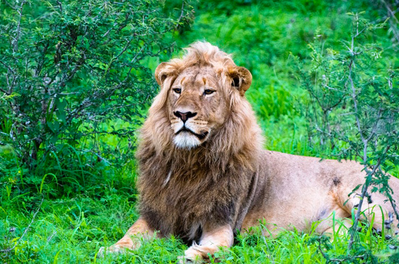 Lion cover