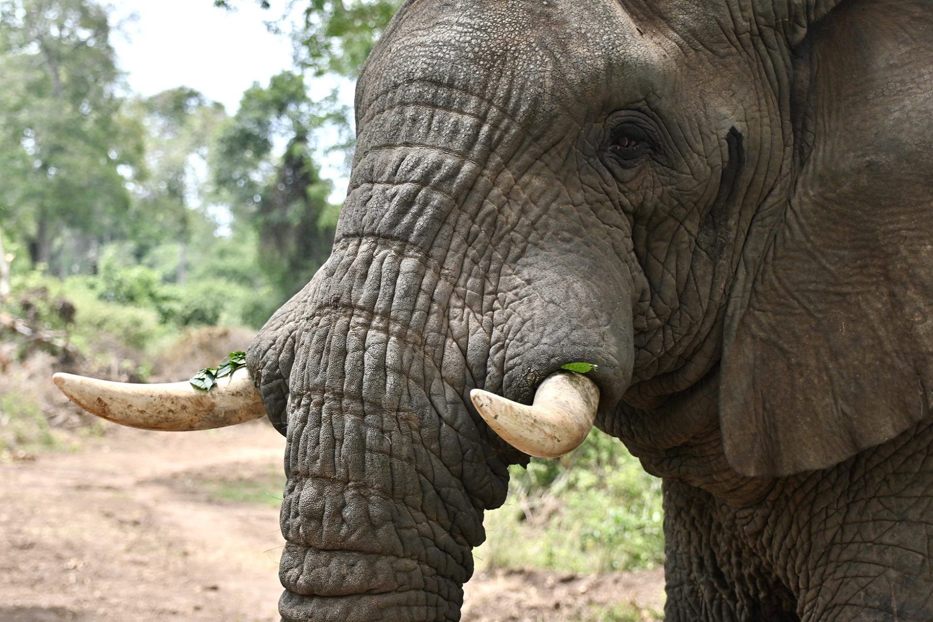 Rubondo - Elephant - header