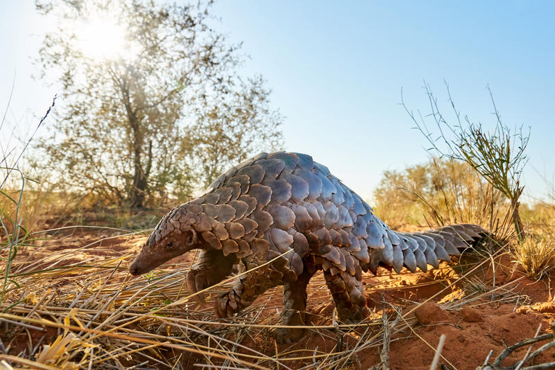 Pangoline - Tswalu Pangolin - Tswalu